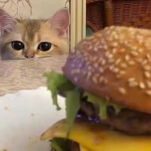 黑鸡巴性交美女
